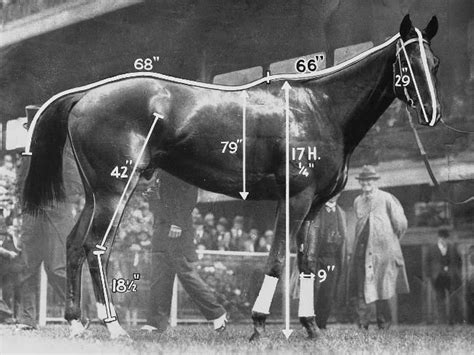 phar lap height in hands|Phar Lap: History of Horses: Horse Tales .